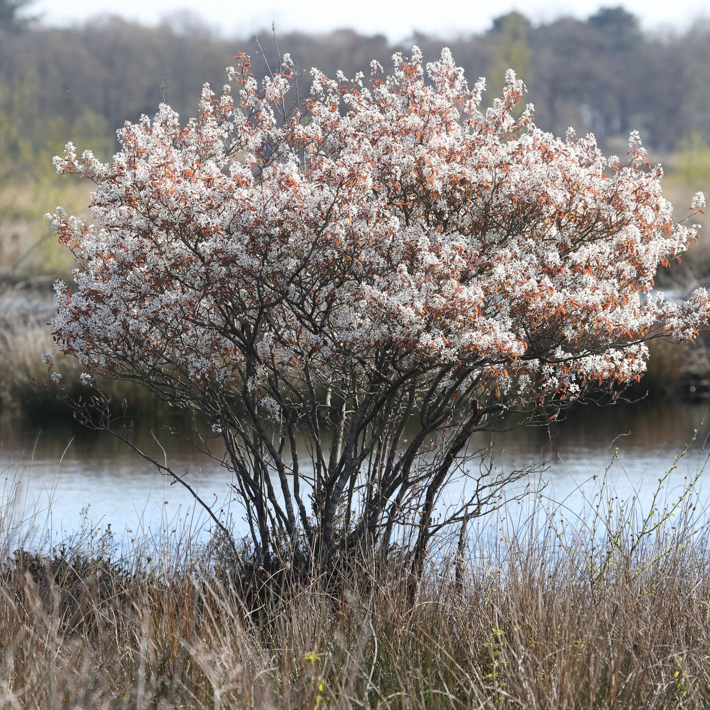Amelanchier lamarckii 3.5L / 7.5L