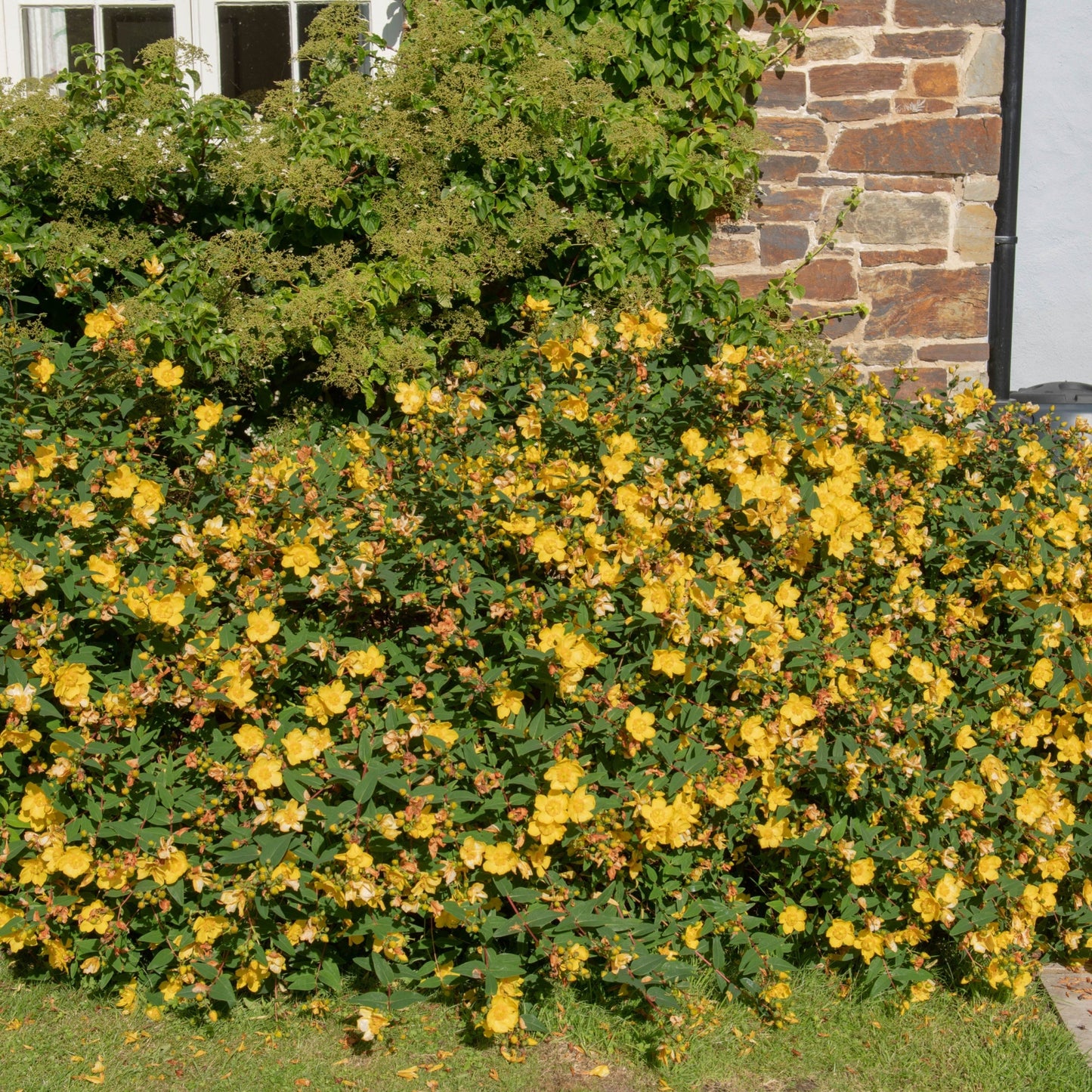 Hypericum Hidcote' 9cm / 3.5L