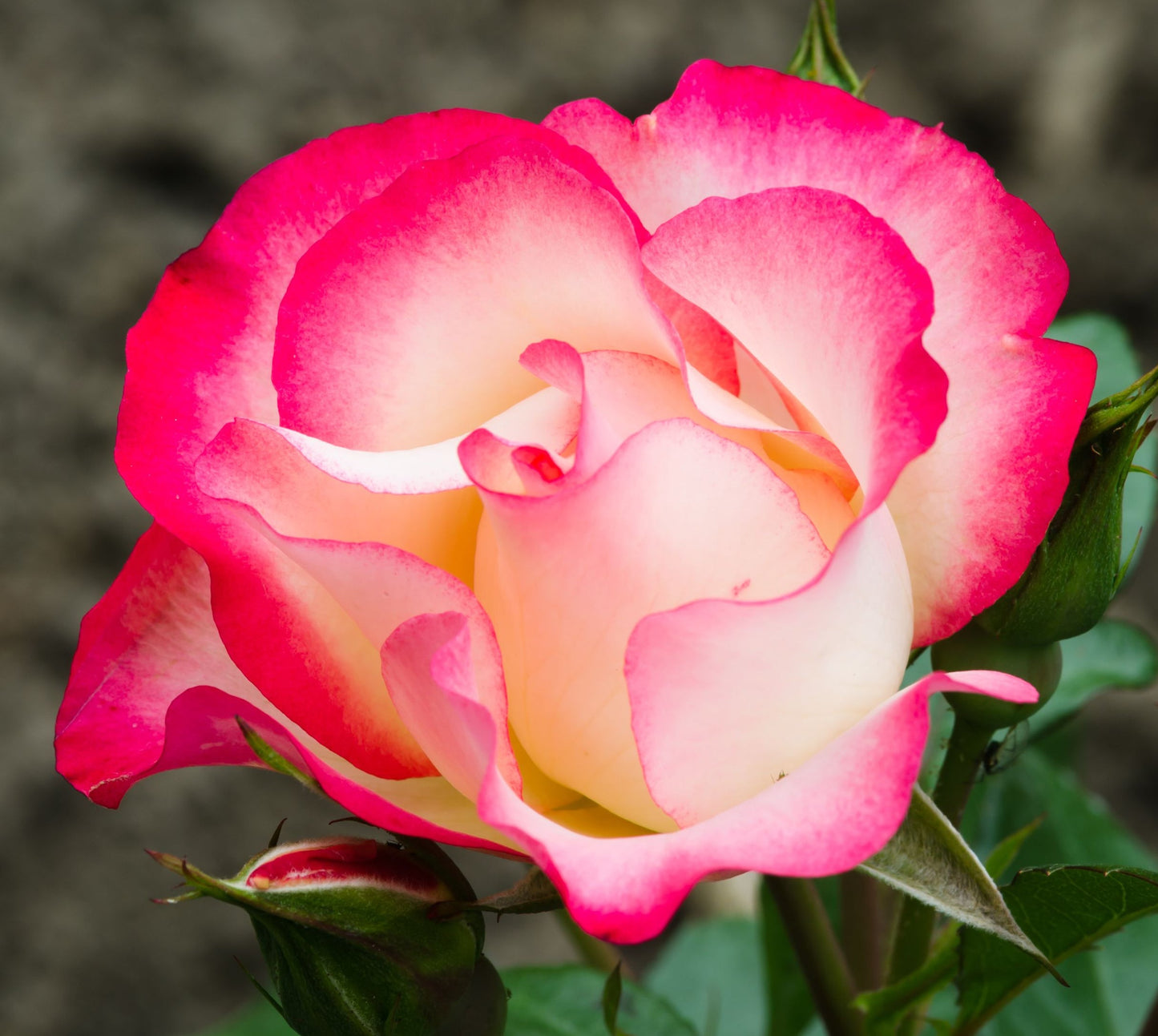 Rose Birthday Girl Meilasso| Floribunda Rose | 4L Potted Rose