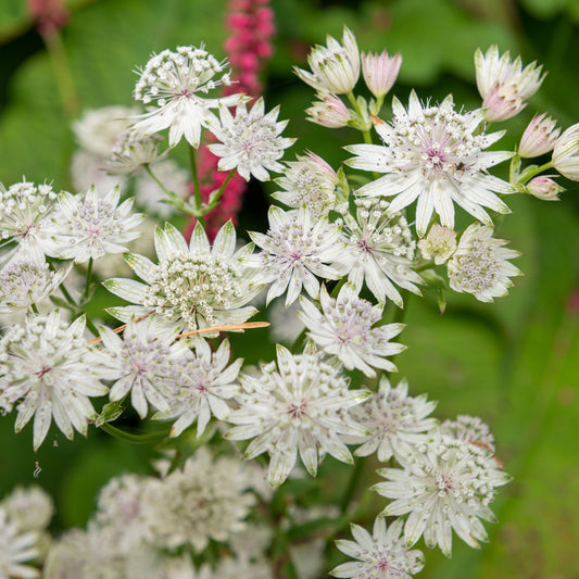 Astrantia 'Star of Billion' 2L
