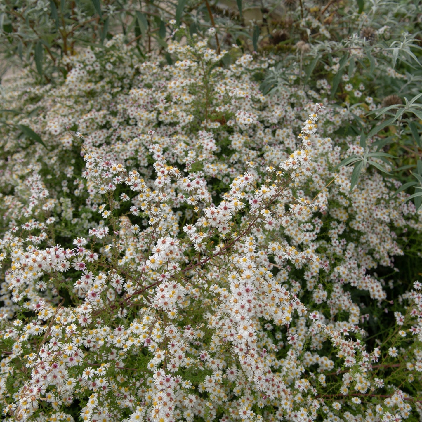 Aster pringlei. Monte Cassino 9cm