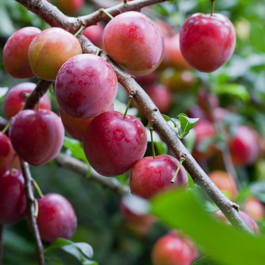 Dwarf Patio Plum Tree 'Opal' (Prunus domestica) 2 Sizes available