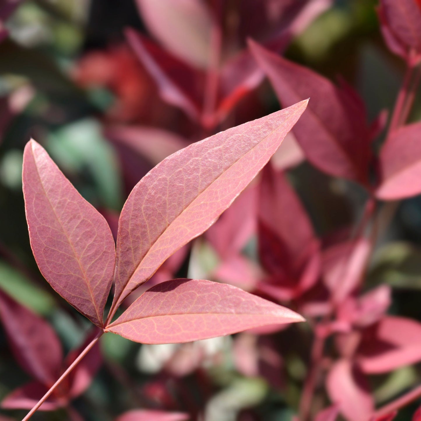 Nandina domestica 'Obsessed' 9cm / 3L / 10:
