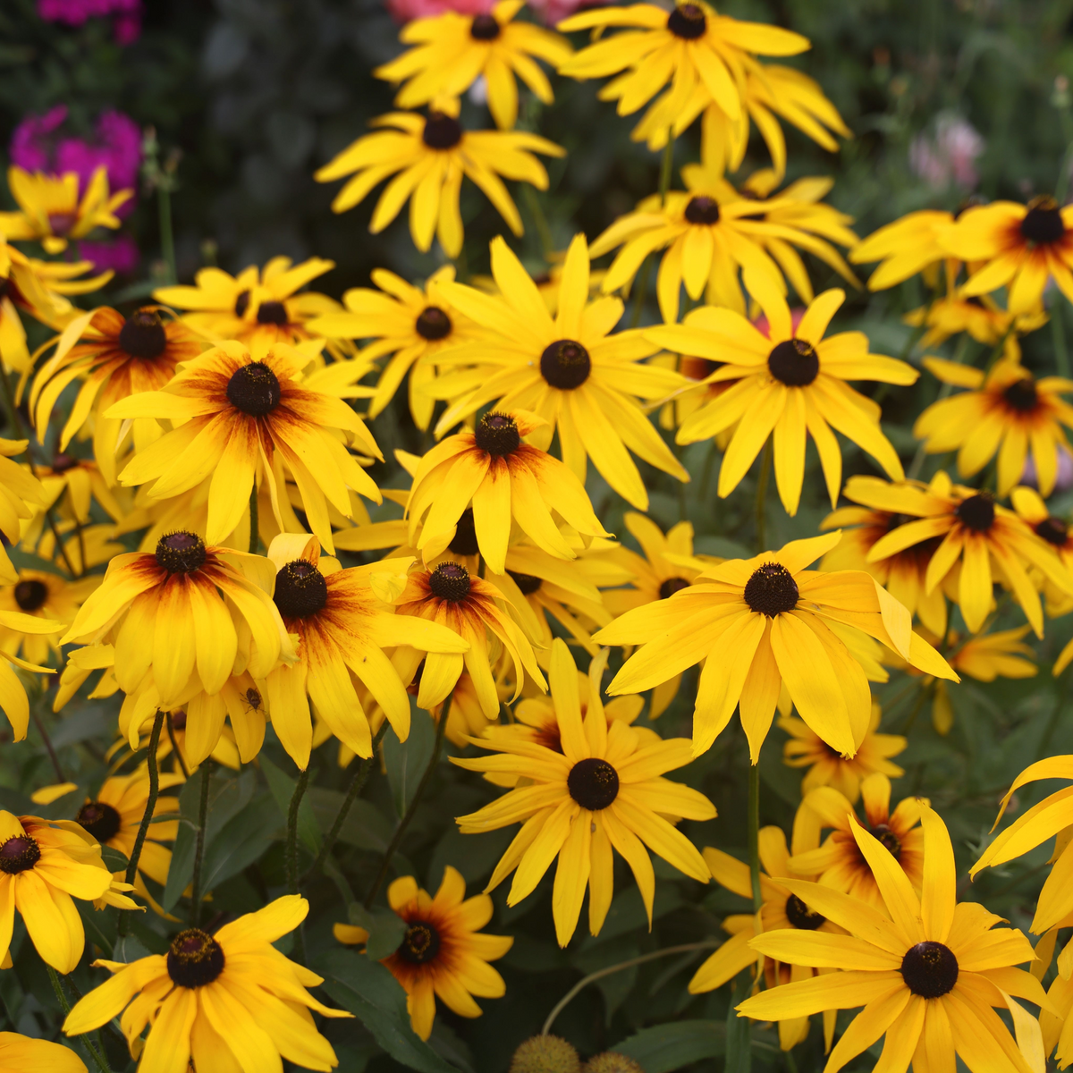 Rudbeckia fulgida Goldstrum 9cm-2L