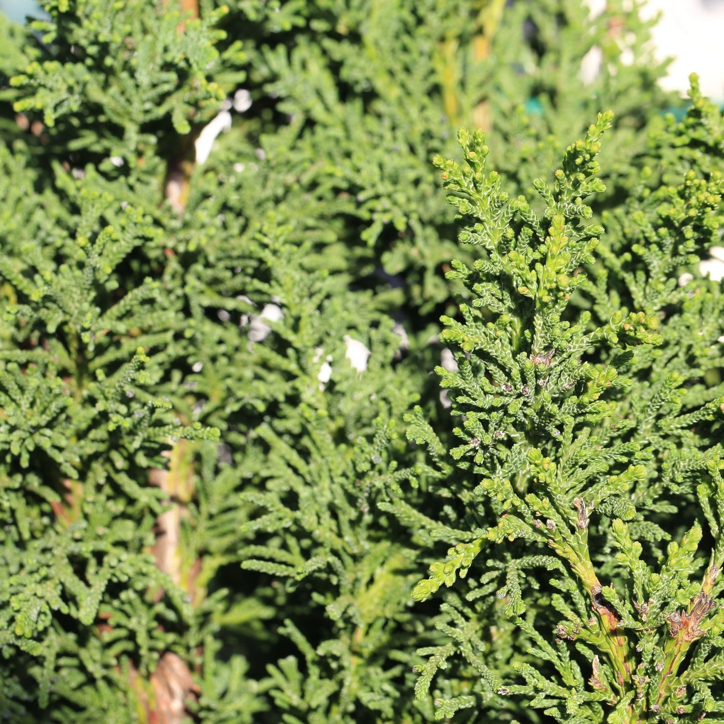 Chamaecyparis obtusa 'Draht' 2L (40-50cm inc. pot)