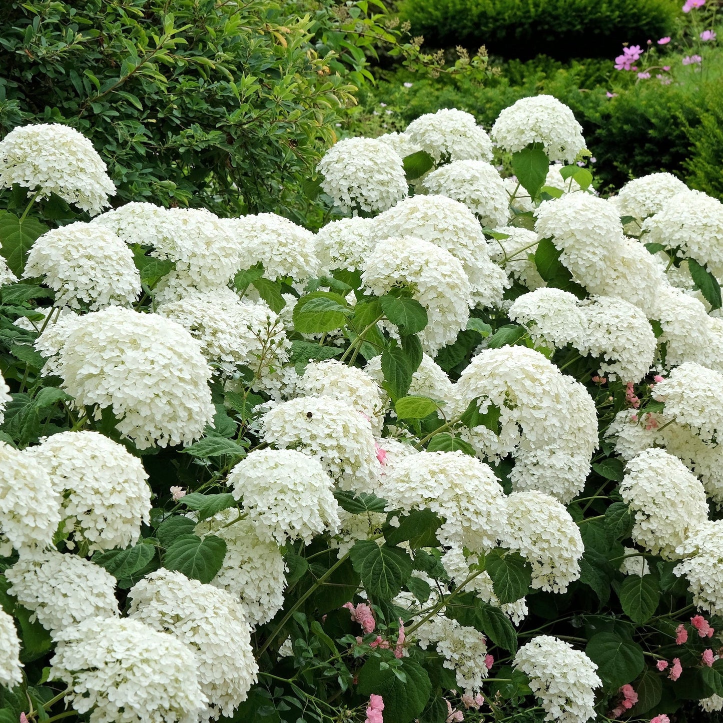 Hydrangea arborescens 'Incrediball' / 'Strong Annabelle' 3L / 5L / 7.5L / 10L / 20L / 30L