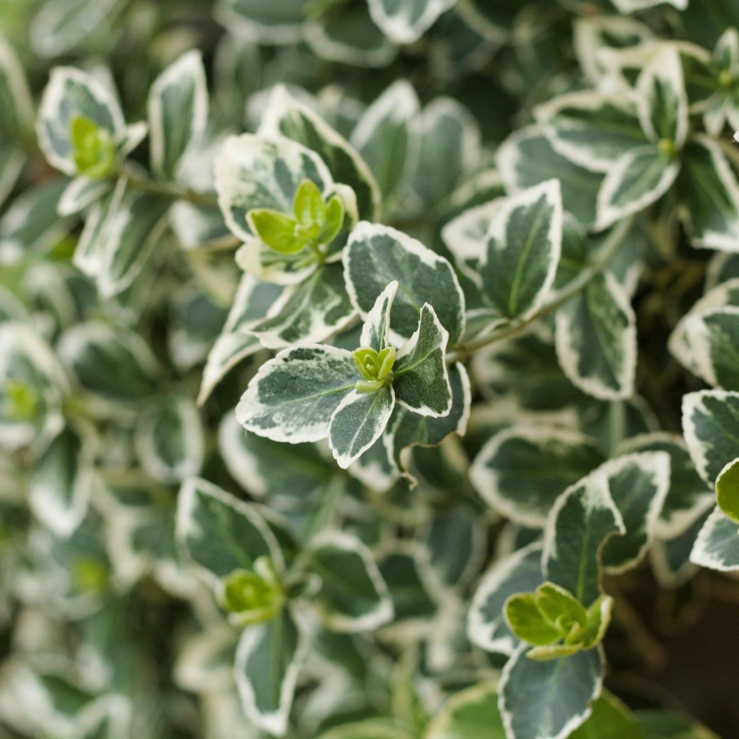 Euonymus japonicus 'Kathy' 9cm / 2L / 5L