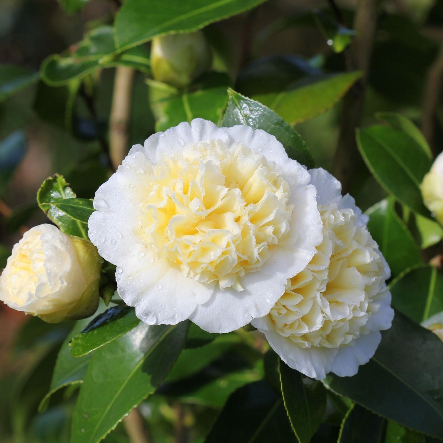 Camellia 'Brushfield's Yellow' 9cm, 20-30cm height