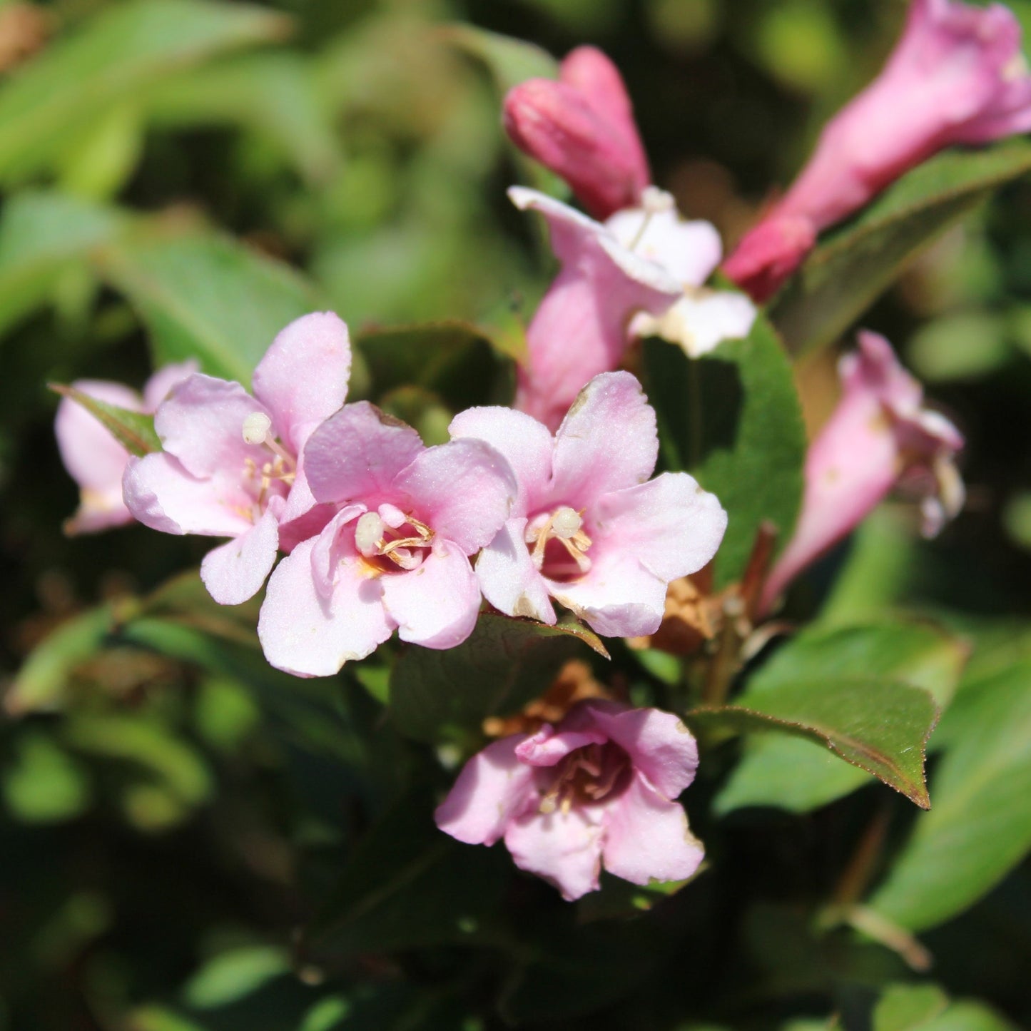 Weigela 9cm 3 x Mixed