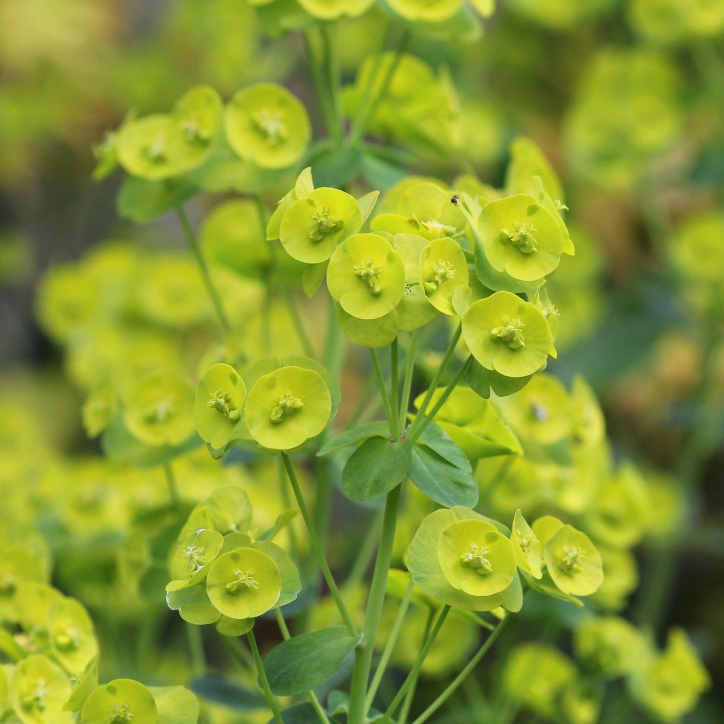 Euphorbia Robbiae 9cm/2L Pot