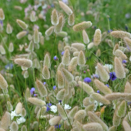 Lagurus Bunny Tails 9cm