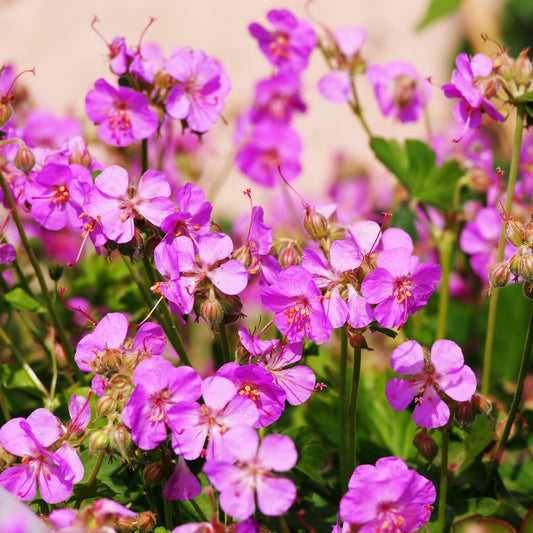 Plant Bundle (5 Plants)