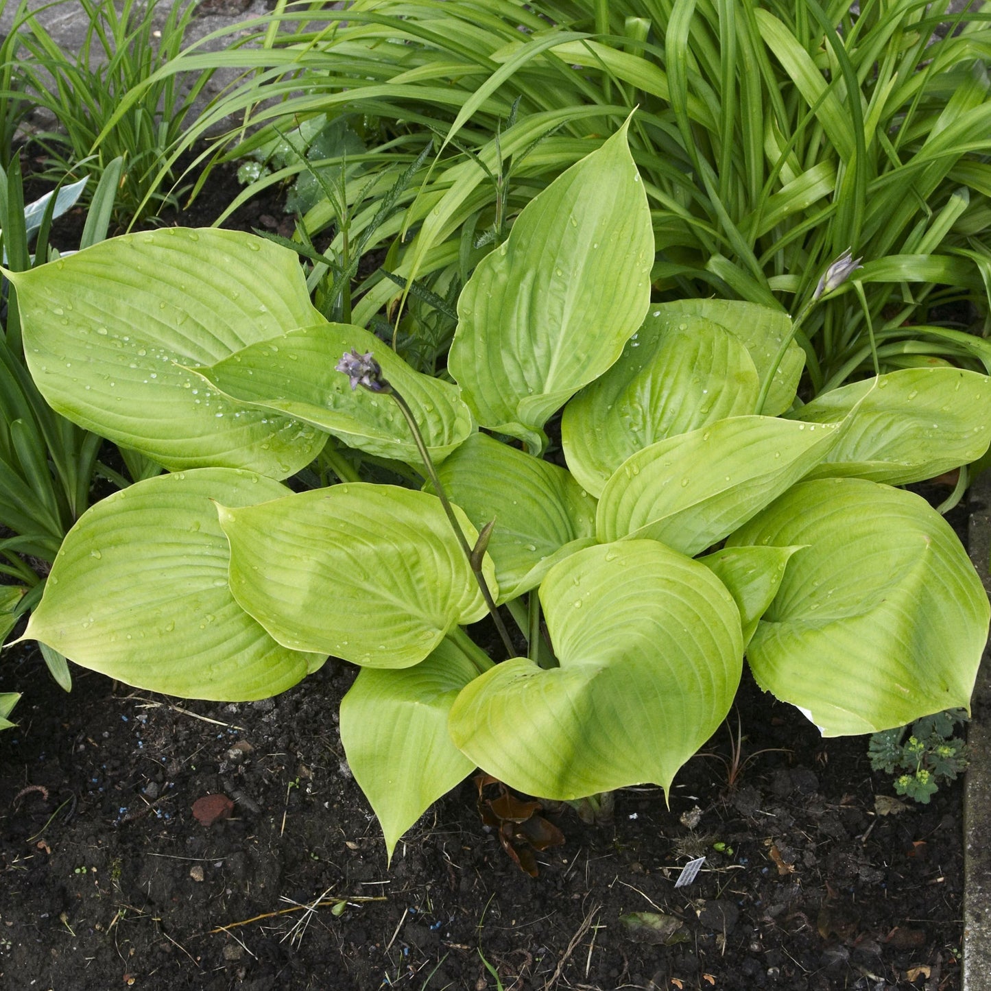 Hosta 'Sum and Substance' 9cm/2L