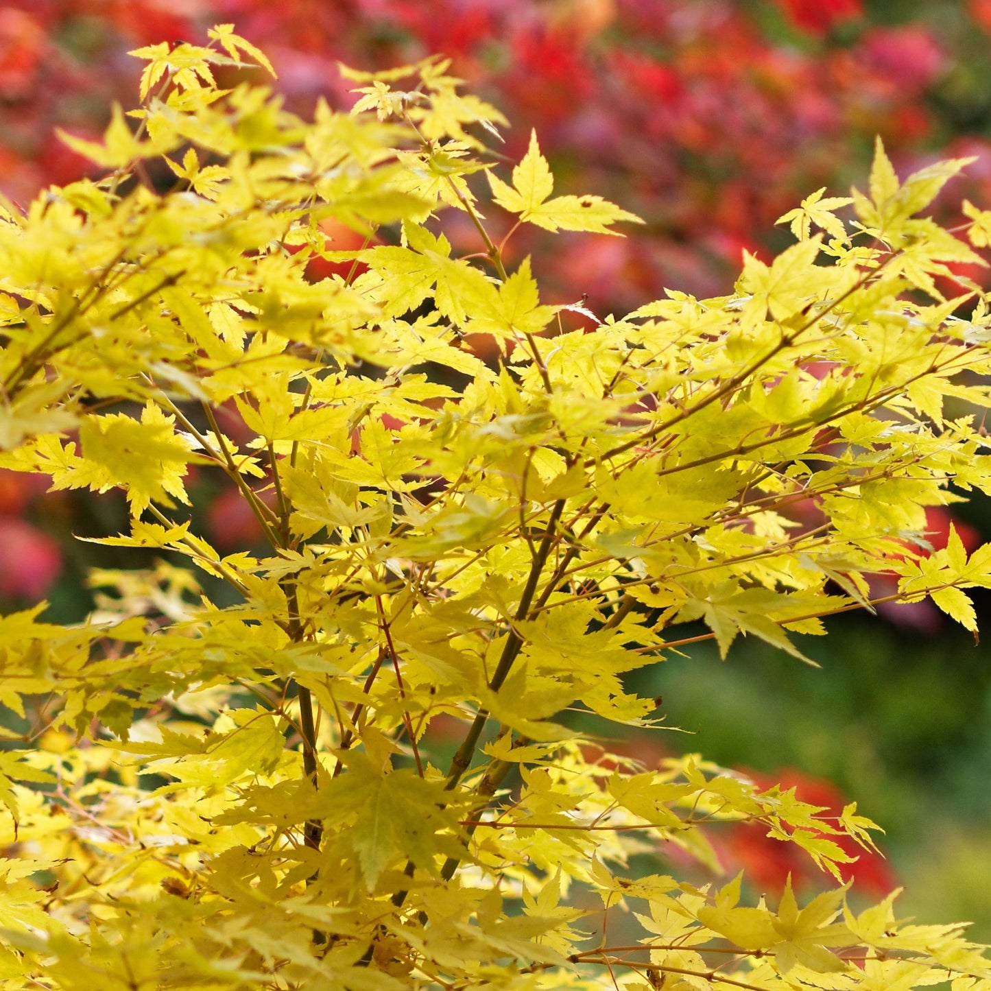Acer tree palmatum Bi-ho 3L
