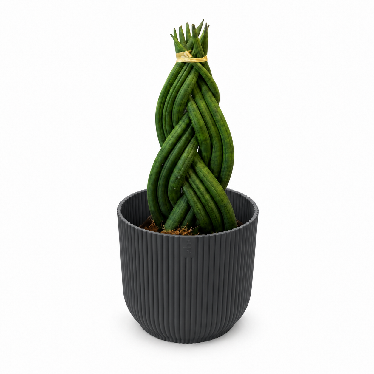 Sansevieria Braided Houseplant