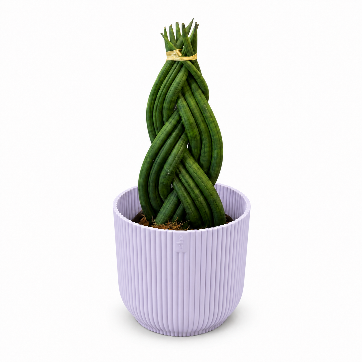 Sansevieria Braided Houseplant