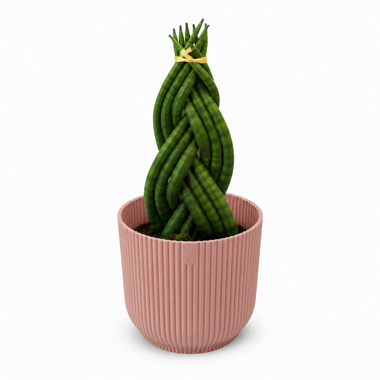 Sansevieria Braided Houseplant