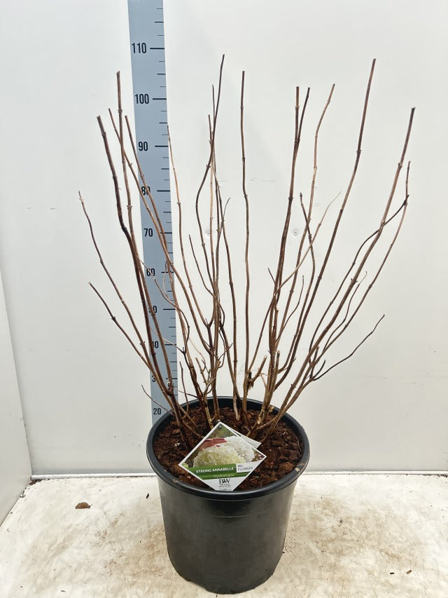 Hydrangea arborescens 'Incrediball' / 'Strong Annabelle' 3L / 5L / 7.5L / 10L / 20L / 30L