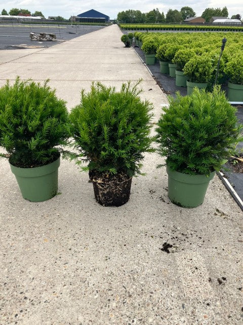 Yew Ball - Taxus Baccata Ball 2L / 6L / 7L / 10L / 22L