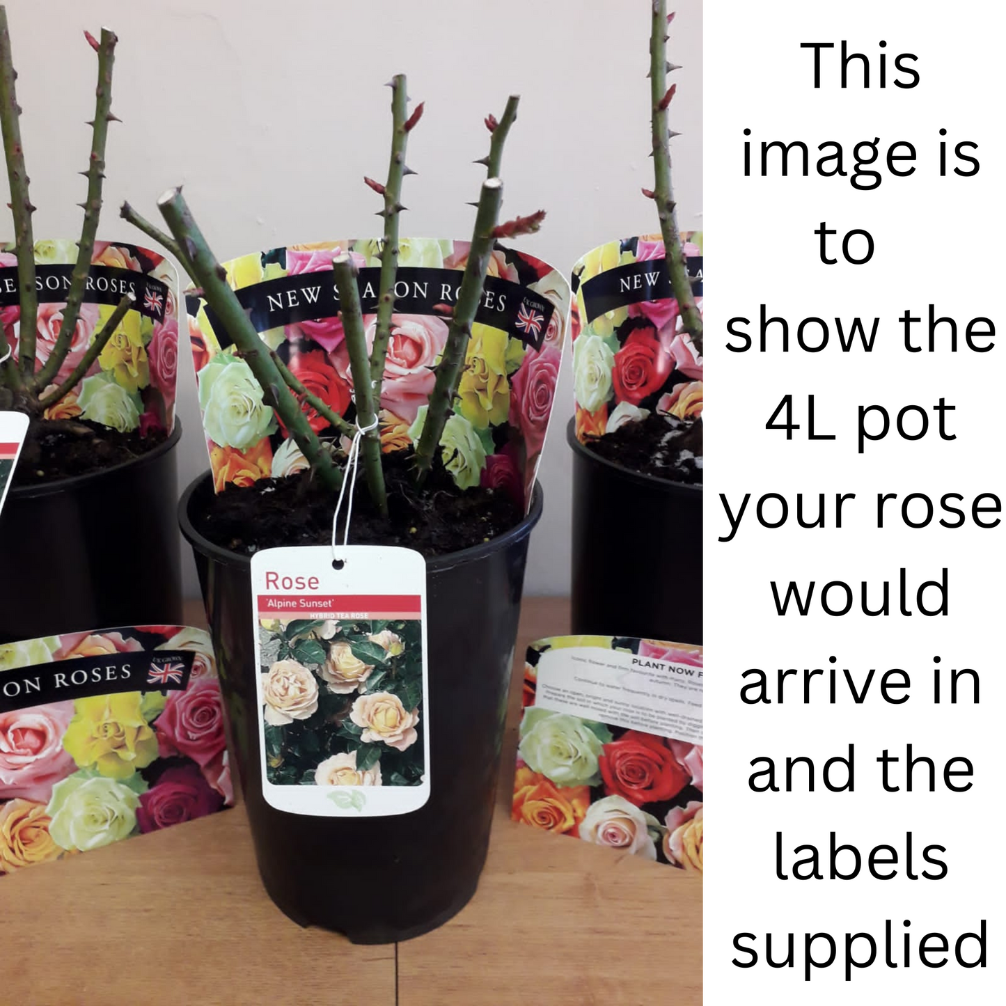 Rose Iceberg | Floribunda | 4L Potted Rose