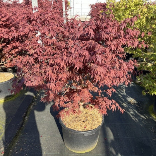 AcerPalmatumAtropurpurem170cmC50_32596b22-a946-4831-aa70-e40471b5f2bb.jpg