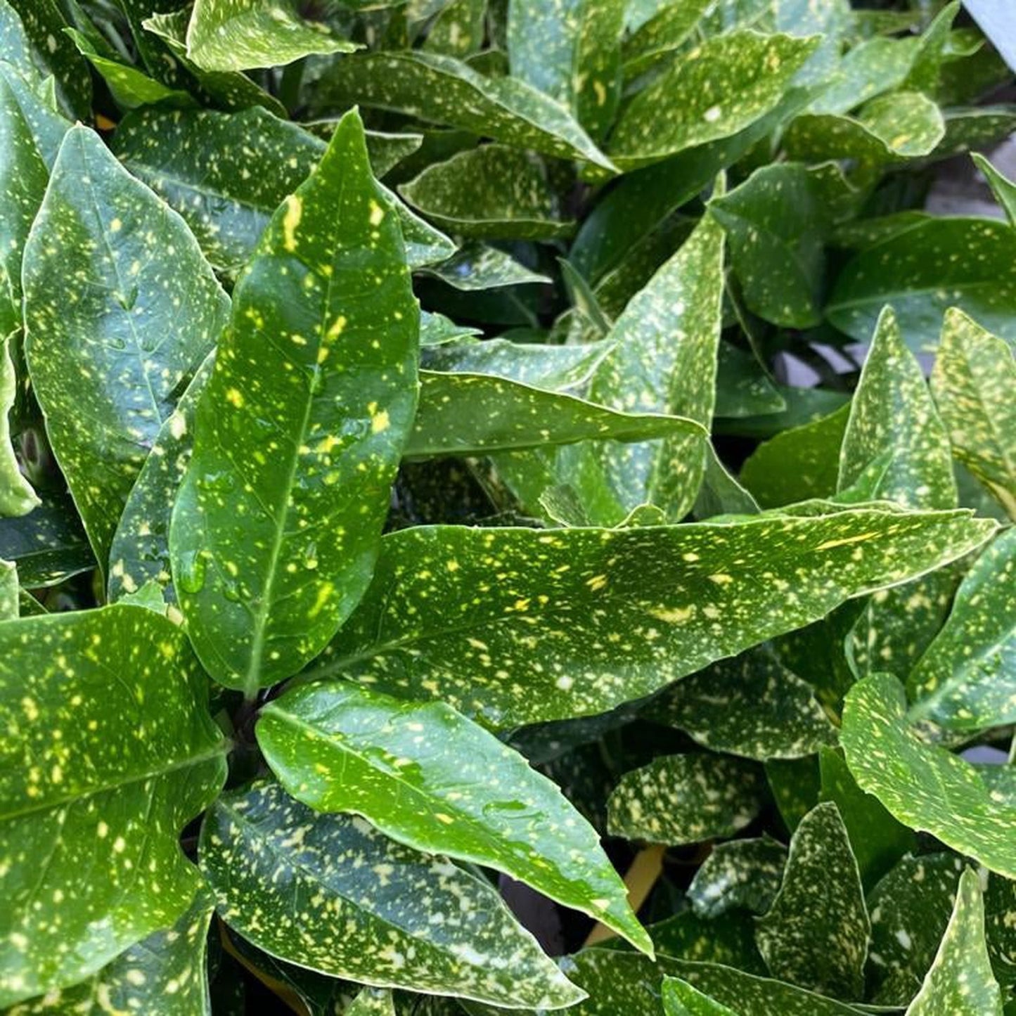 Aucuba japonica (Spotted Laurel) 1.5L