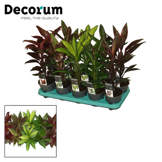 Cordyline mix bundle x10