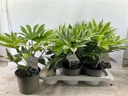 Fatsia Japonica Variegata Tray x6