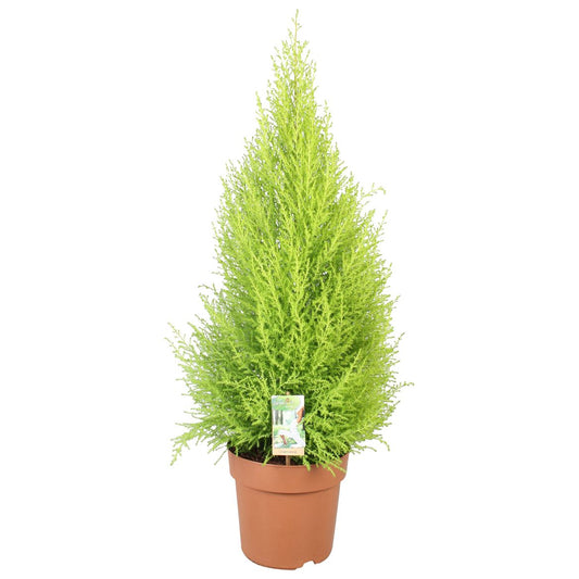 Cupressus Goldcrest