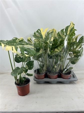 Monstera Deliciosa Thai Constellation x4