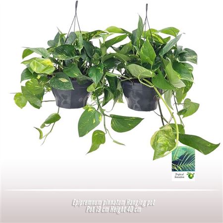 Epipremnum Pinnatum Aureum