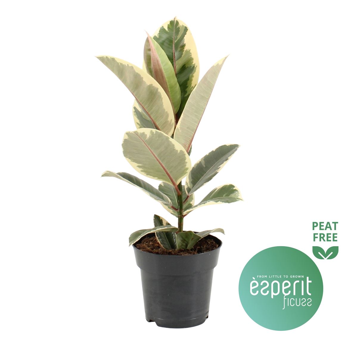 Ficus Elastica Tineke tray x6