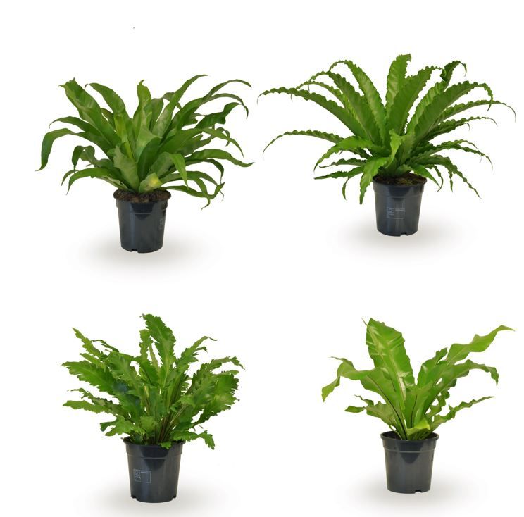 Asplenium fern mix x6