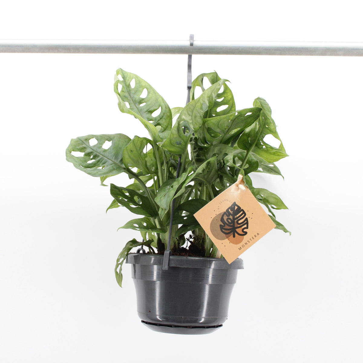 Monstera Adansonii Monkey Leaf tray bundle