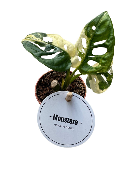 Monstera Adansonii Variegata x20