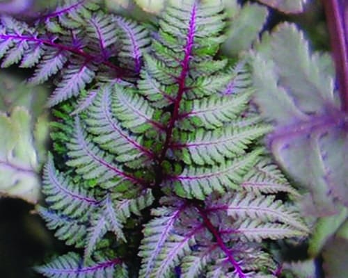 Athyrium niponicum 'Pewter Lace' Fern