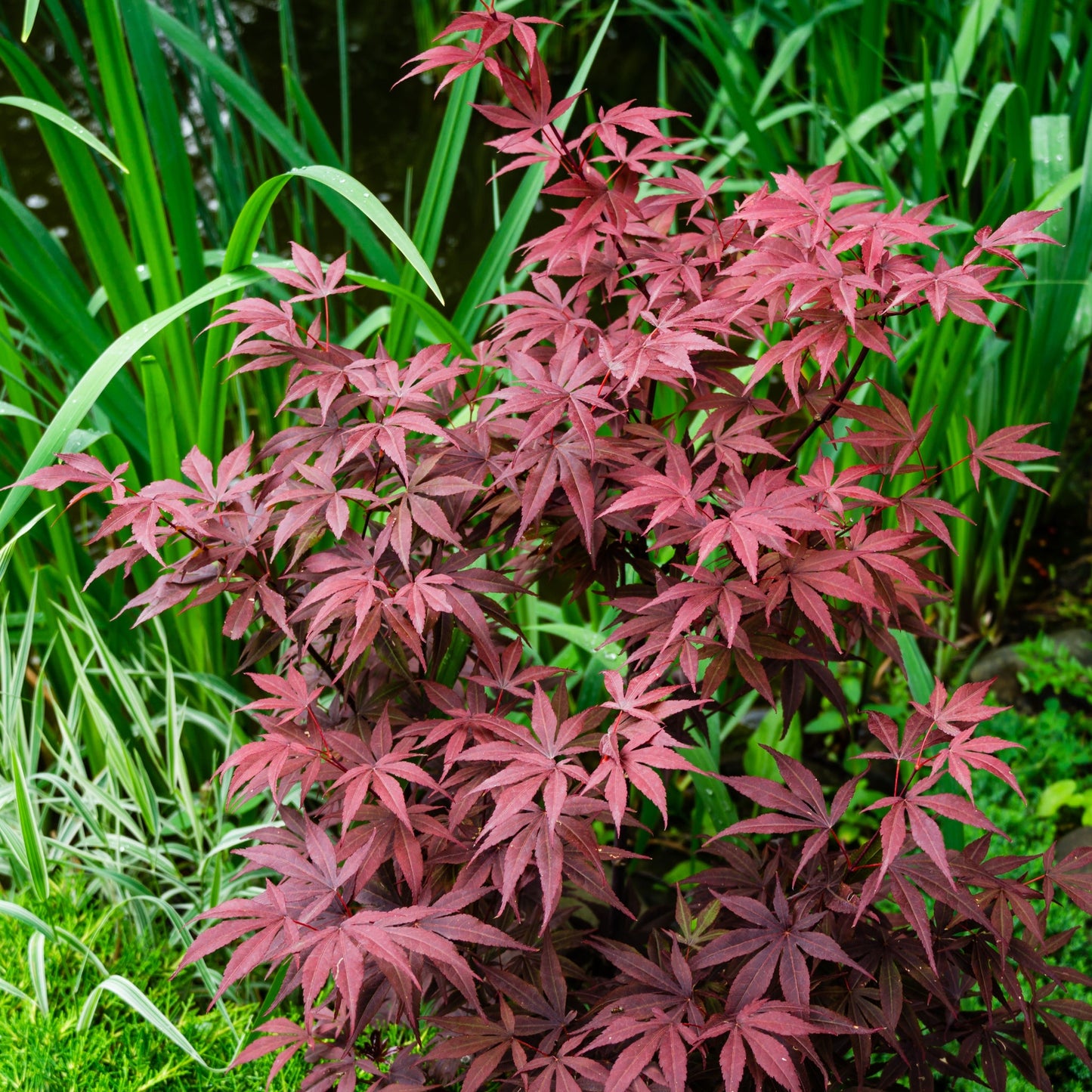 Acer palmatum 'Atropurpureum' 10.5cm-130L