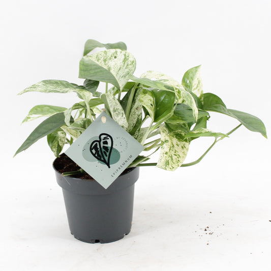 Epipremnum Pinnatum Marble Variegata tray x6