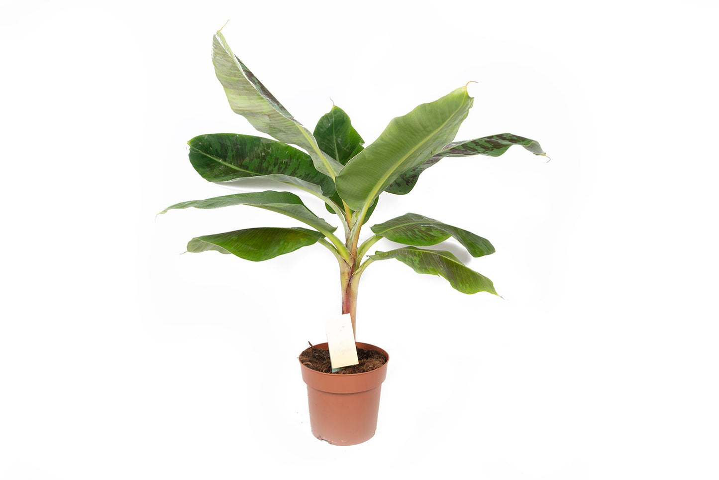 Musa Regina