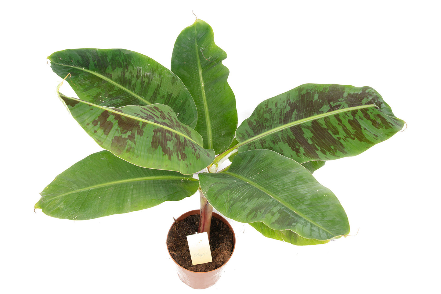Musa Regina