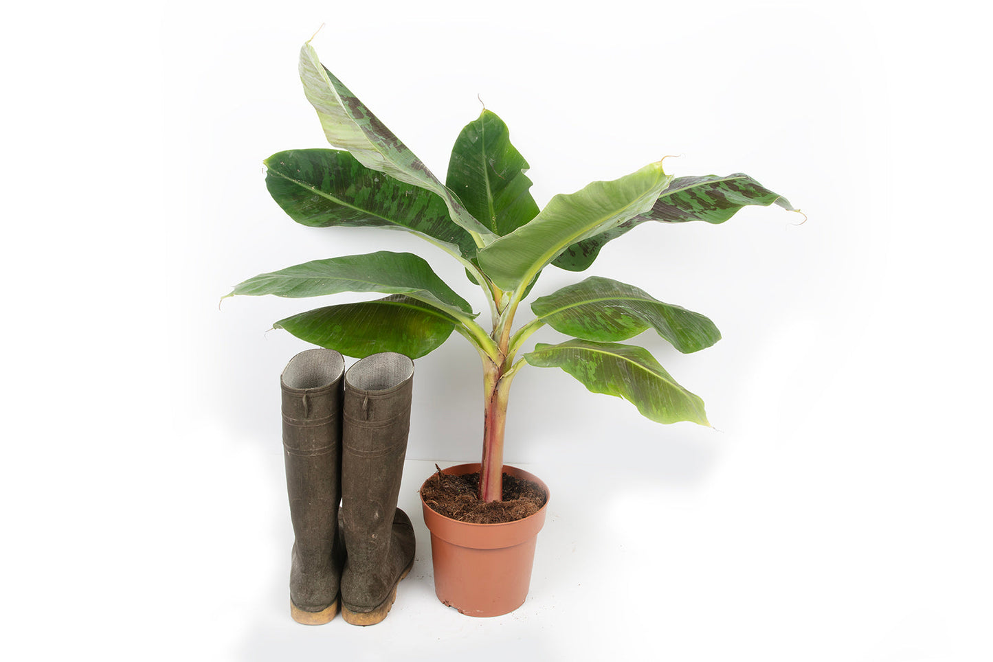 Musa Regina
