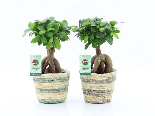 Ficus Ginseng tray x6