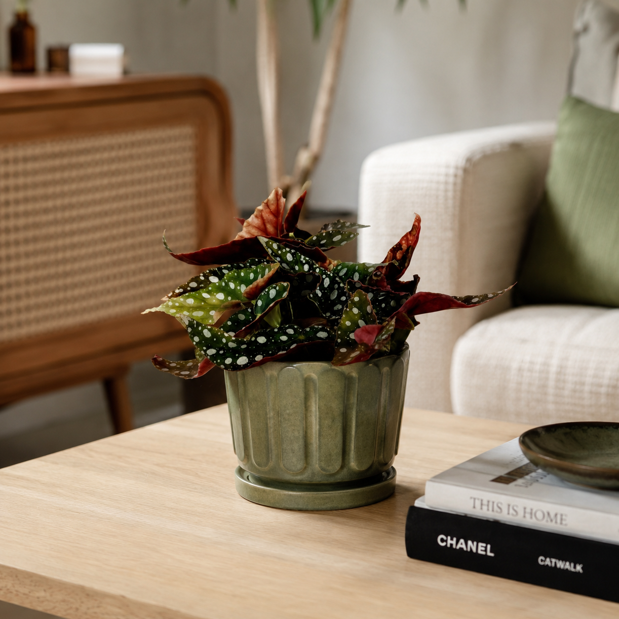 Begonia Maculata 12cm Pot Size Houseplant