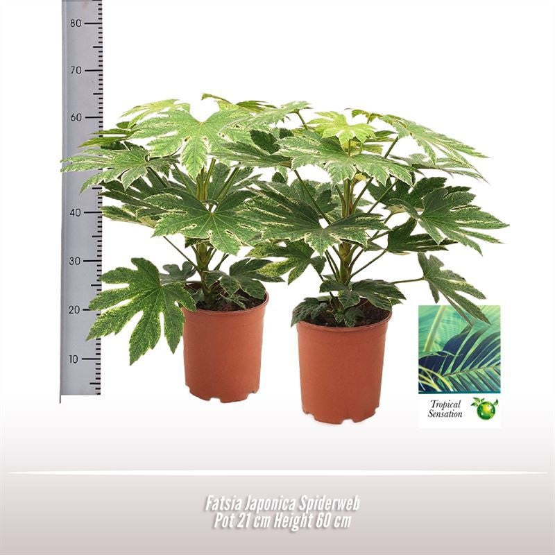 Fatsia Japonica Spiderweb Tray x8