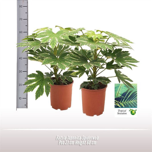 Fatsia Japonica Spiderweb Tray x8