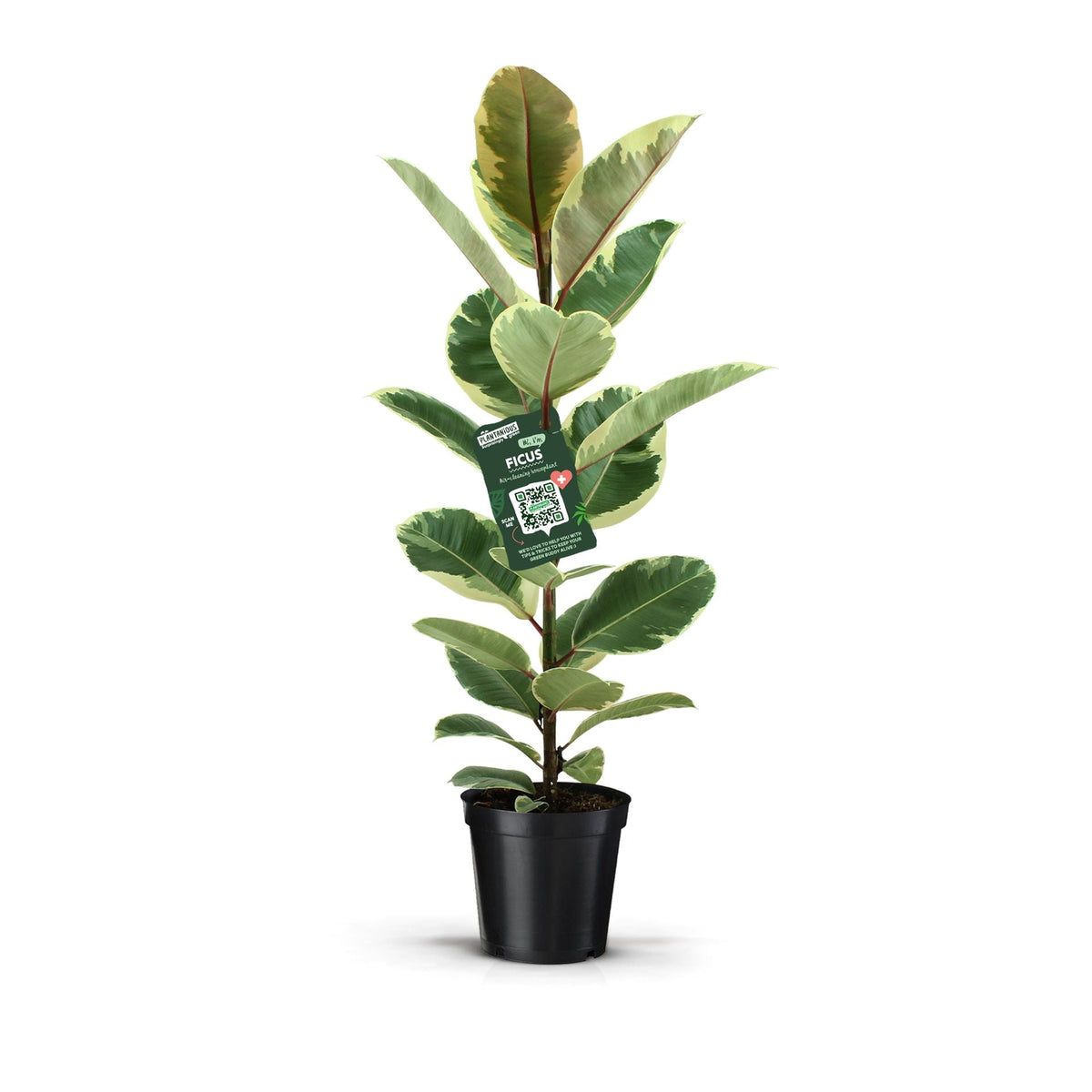 Ficus Elastica Tineke tray x6
