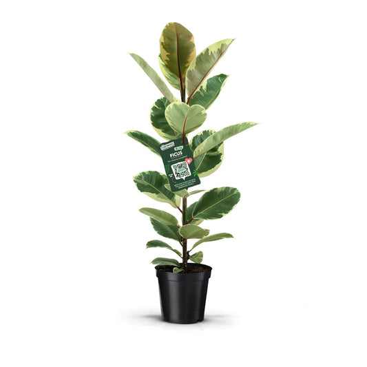 Ficus Elastica Tineke tray x6