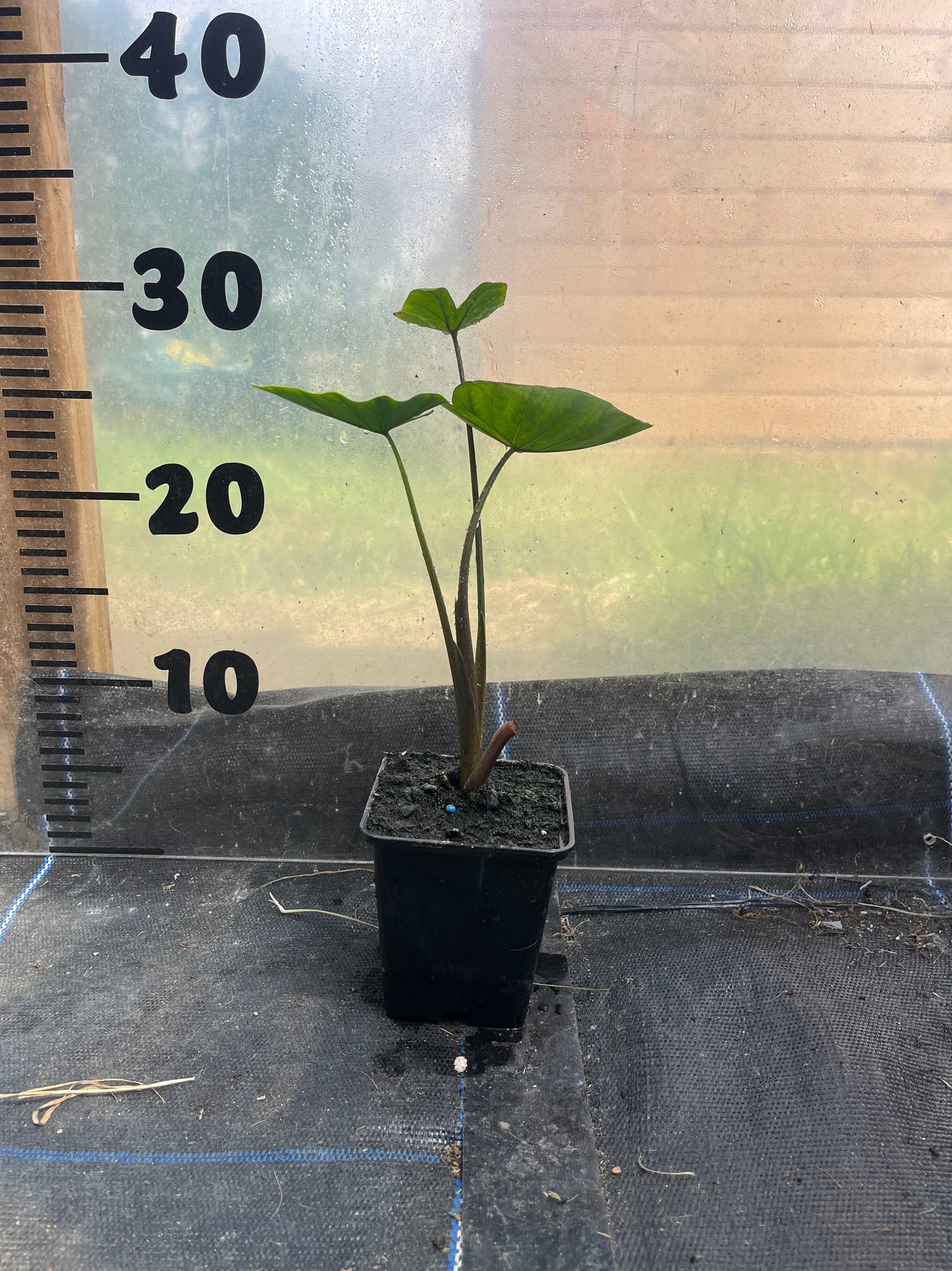 Colocasia Tea Cups