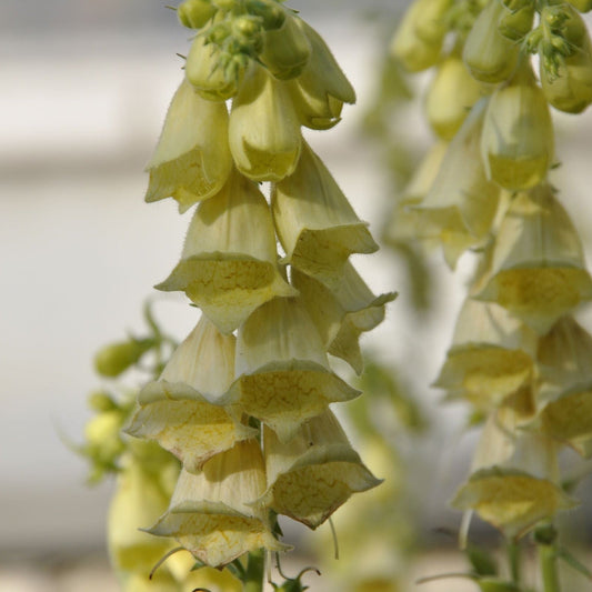 Digitalis grandiflora 'Carillon' Dwarf Foxglove 9cm