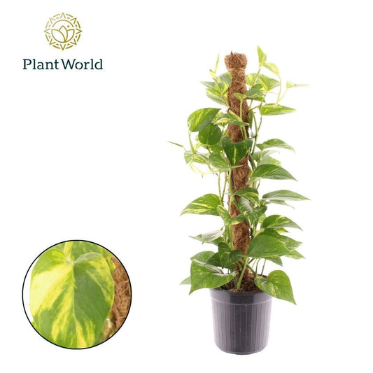 Epipremnum Pinnatum Hawaien